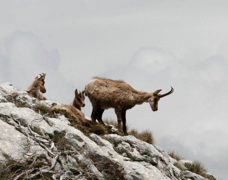 Camoscio d''Abruzzo Rupicapra pyrenaica ornata